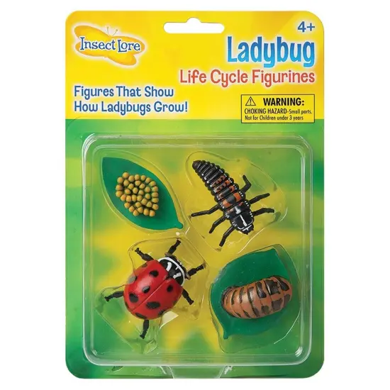Ladybug Life Cycle Stages, 4 Per Set, 2 Sets {2}