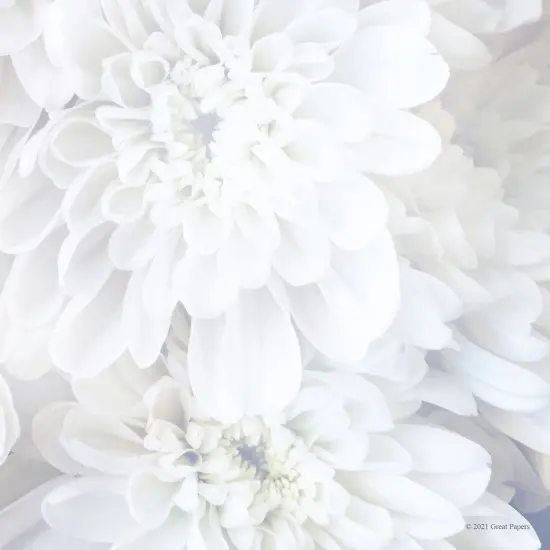 Great Papers! White Soft Petals Stationery Letterhead, Invitations and Announcements, Printer Friendly, 8.5"x11", 80 Pack {2}