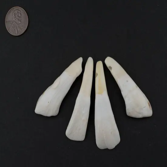 The Bead Chest Water Buffalo Tooth Pendants Set of 4 Nepal White Unusual Bone Large Hole {2}