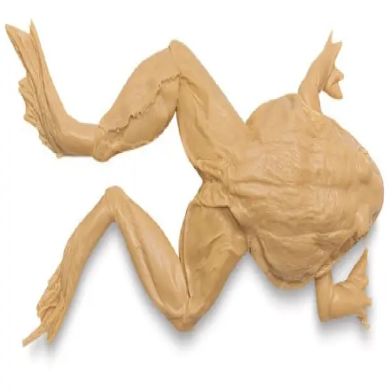 Gyotaku Fish Printing Replica - Bull Frog {1}