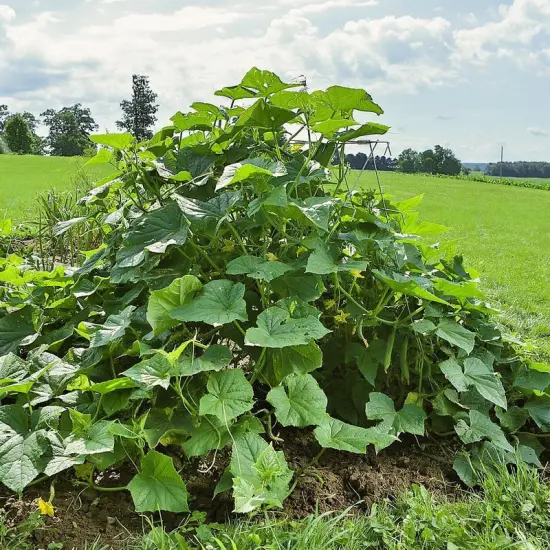 Garden Cucumber Squash A-Frame Support Galvanized Steel Foldable 48" High {4}