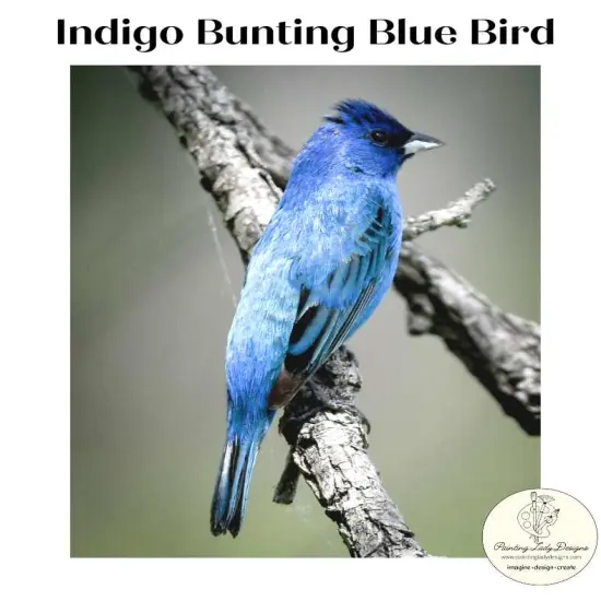 Indigo Bunting Blue Bird -Decoupage & Mixed Media Art Paper {1}