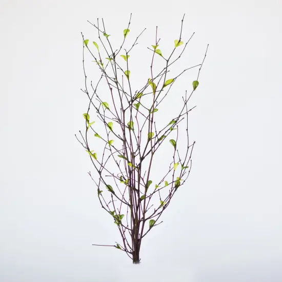 26" Branches with Faux Green Leaves {2}