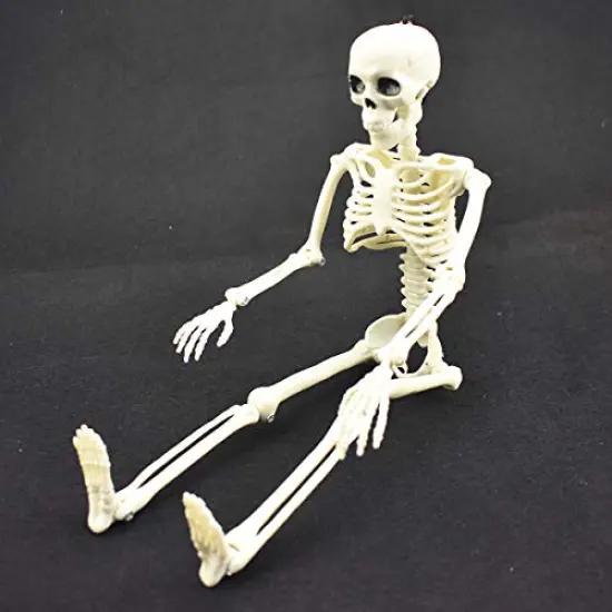 XONOR 16&rdquo; Posable Halloween Skeleton- Full Body Halloween Skeleton with Movable Joints for Haunted House Props Decorations (1pc) {3}