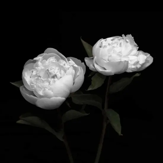 Peony Perfection I Poster Print by Jeff Maihara - Item # VARPDX16095 {1}