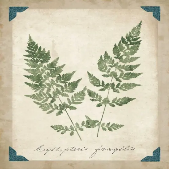 Vintage Ferns VII Poster Print by Wild Apple Portfolio - Item # VARPDX15585 {2}