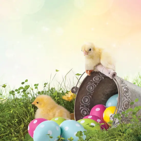 Great Papers! Easter Chicks Stationery Letterhead, Invitations and Announcements, Printer Friendly, 8.5"x11", 80 Pack {2}