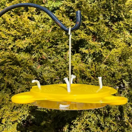 Butterfly Feeder {2}