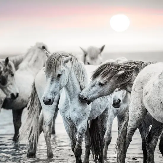 Little Nip Poster Print by Merrie Asimow - Item # VARPDXA466D {1}