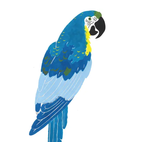 Smaller Macaw Wall Stencil | 2753 by Designer Stencils | Animal & Nature Stencils | Reusable Art Craft Stencils for Painting on Walls, Canvas, Wood | Reusable Plastic Paint Stencil for Home Makeover | Easy to Use & Clean Art Stencil {2}