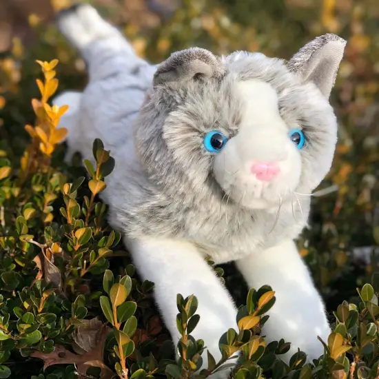 Floppy Tabby Grey Cat: Your Cuddly Companion with Bright Blue Eyes {1}