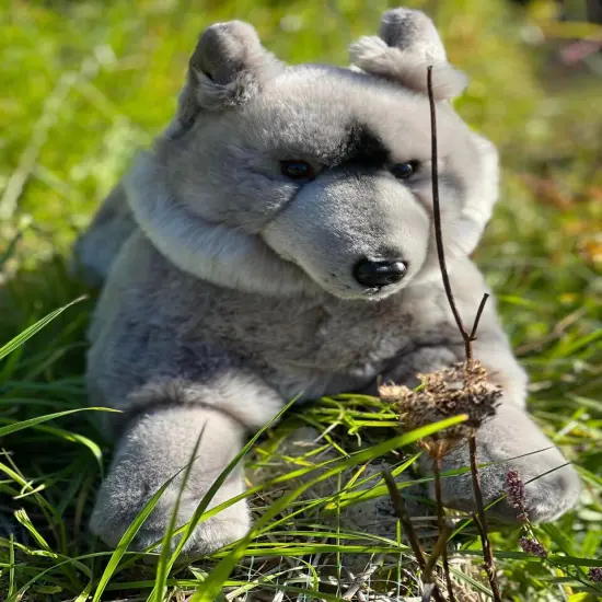 Meet Keeweenaw - The Plush Grey Wolf Perfect for Cuddling {3}