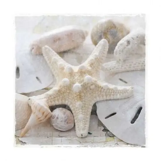 Sanibel I Poster Print by Sally Jackson - Item # VARPDX15325 {1}