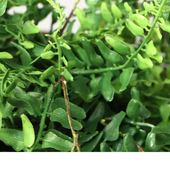 12-Pack: 25" Realistic Buckler Fern Bush with 90 Tips, Floral Home by Artificial Flowers {4}