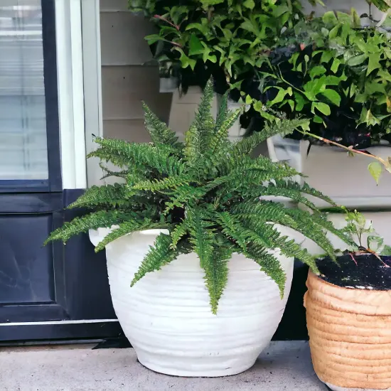 6-Pack: Boston Fern Plant with 50 Silk Fronds, 34" Wide, Floral Home by Artificial Flowers {5}