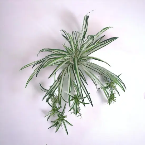 12-Pack: Spider Fern Plant with 60 Silk Fronds, 32" Wide by Floral Home&reg; {6}