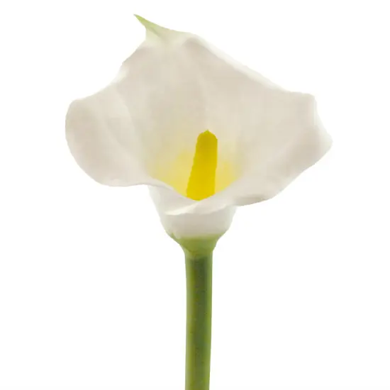 DII Flower Cala Lily White (Set of 3) {2}