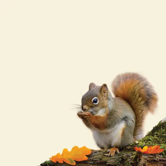 Great Papers! Acorn Fall Letterhead, Invitations, Announcements and Messages, Printer Friendly 8.5" x 11", 80 Pack {2}