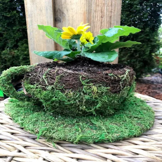 6" Coffee Cup Planter - Natural MOSS & Wicker {1}