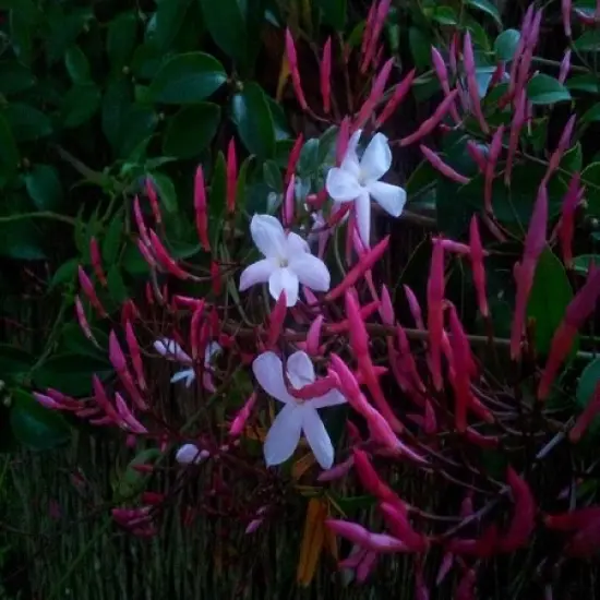 Wild Jasmine Fragrance Oil (Our Version of the Brand Name) (16 oz Bottle) for Candle Making, Soap Making, Tart Making, Room Sprays, Lotions, Car Fresheners, Slime, Bath Bombs, Warmers&hellip; {2}