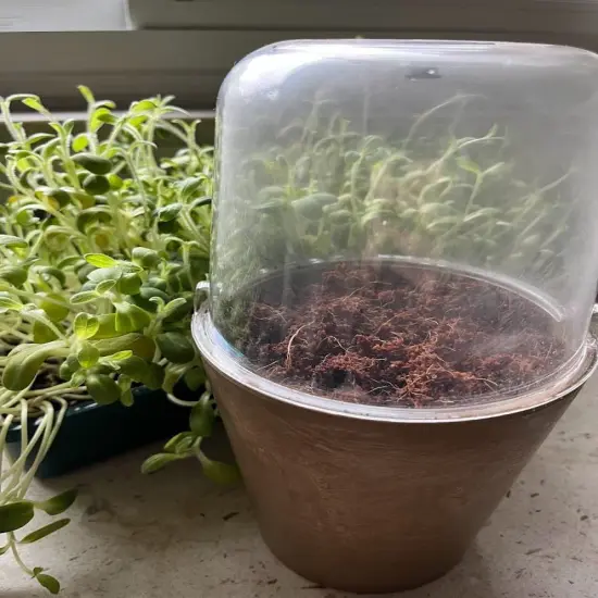 Cat Grass Organic Seed Kit - BEST Ever {5}