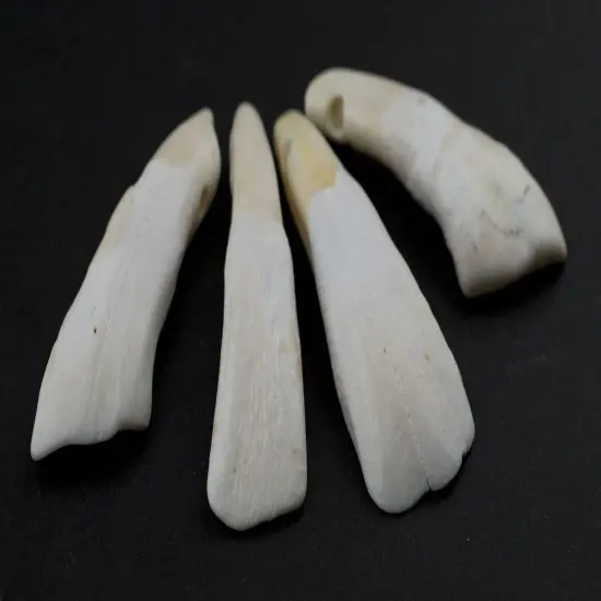 The Bead Chest Water Buffalo Tooth Pendants Set of 4 Nepal White Unusual Bone Large Hole {3}