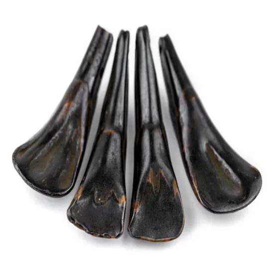 The Bead Chest Dark Brown Water Buffalo Tooth Pendants Set of 4 Nepal Bone Large Hole {5}