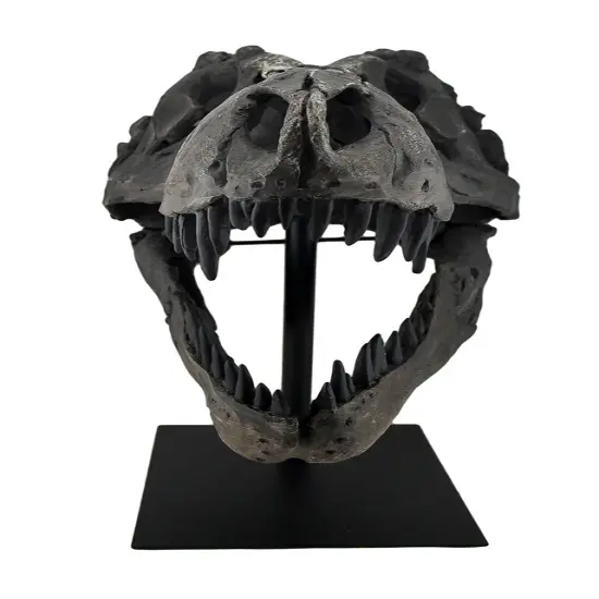 Gray Finished Tyrannosaurus Rex Fossil Skull Statue On Museum Mount T-Rex {3}