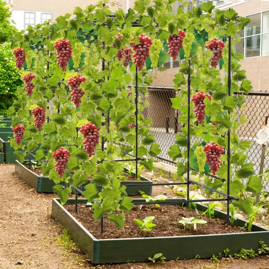 A-Frame Garden Cucumber Trellis With Netting For Climbing Plants Outdoor-Black {3}