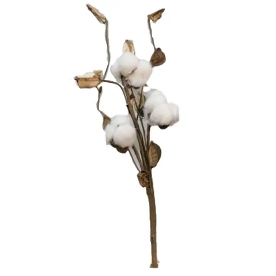 Cotton Pick With Shells, 12" {1}