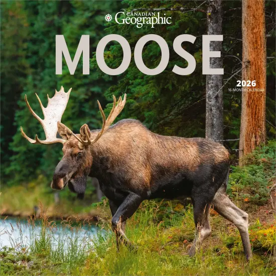 Canadian Geographic Moose OFFICIAL | 2026 12 x 24 Inch (Hanging) Monthly Square Wall Calendar {1}