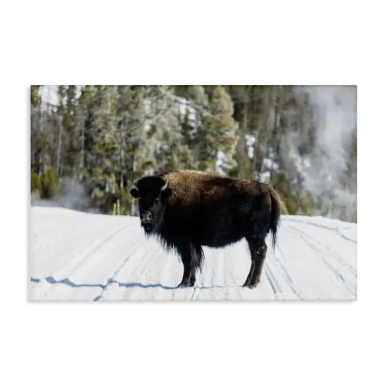 Stupell Industries Bison on Snowy Track Canvas By PIDDIX {1}