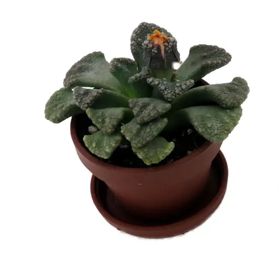 Dinosaur Foot Living Stone Plant - Titanopsis - 1" Pot - Collector's Series {4}