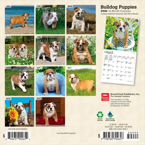 Bulldog Puppies | 2026 7 x 14 Inch (Hanging) Monthly Mini Wall Calendar {2}
