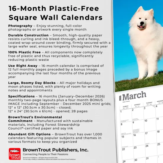 Samoyeds | 2026 12 x 24 Inch (Hanging) Monthly Square Wall Calendar | Plastic-Free {6}