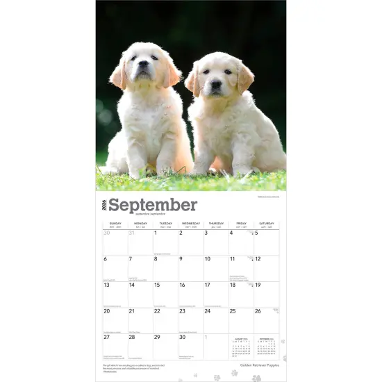 Golden Retriever Puppies | 2026 12 x 24 Inch (Hanging) Monthly Square Wall Calendar | Plastic-Free {4}