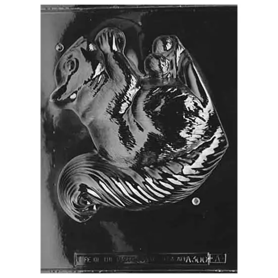 3D Jumbo Squirrel Chocolate Mold {1}
