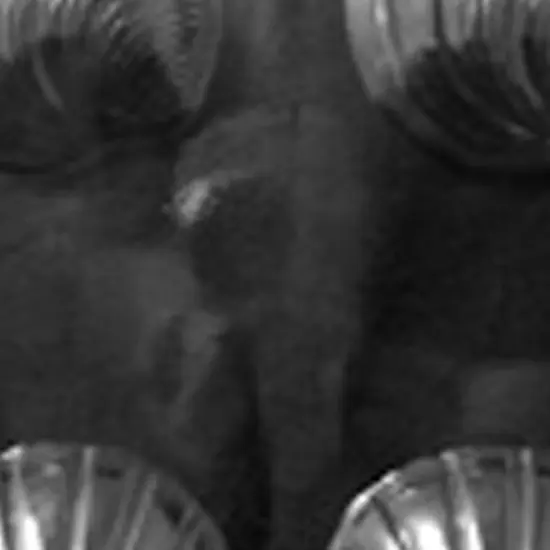 Large Shells Chocolate Mold for Elegant or Beach Party Treats {3}