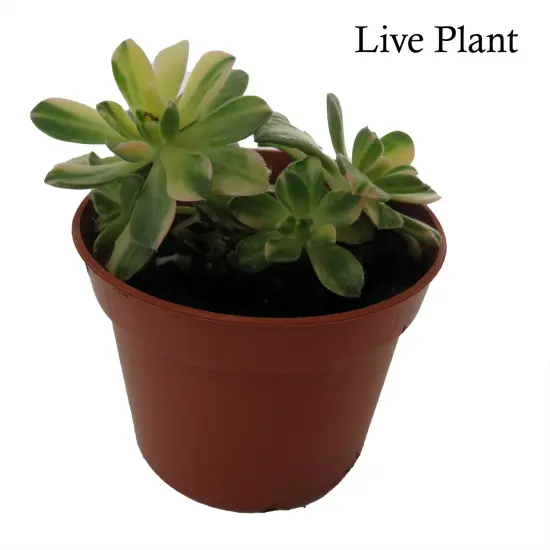 Suncup Succulent -Aeonium Castello Paive Variegata-2.5" Pot {2}