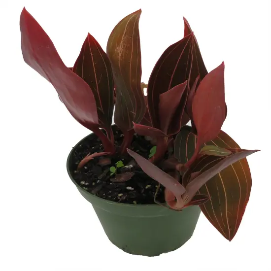 Red Jewel Orchid Plant - Ludisia discolor - RARE -4" Pot-Spectacular Foliage/Flowers {5}