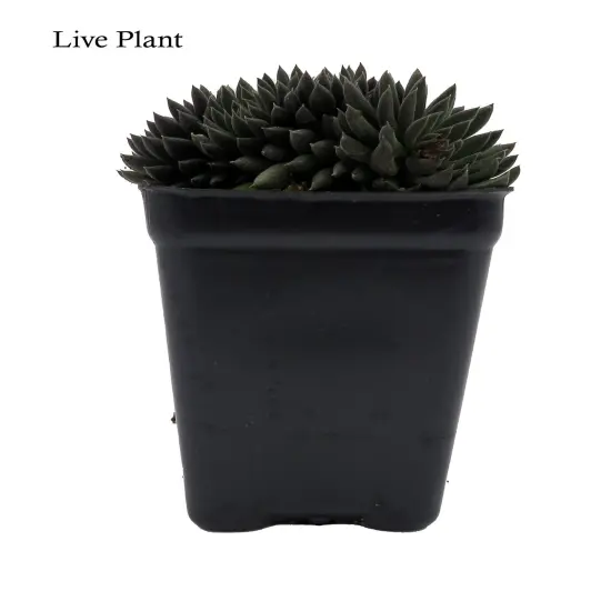 Crested Sedum- 2.5" Pot {2}