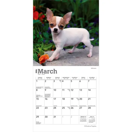 Chihuahua Puppies | 2026 7 x 14 Inch (Hanging) Monthly Mini Wall Calendar {3}