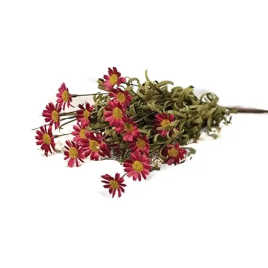 Mini Mountain Daisy Bush Burgundy {1}