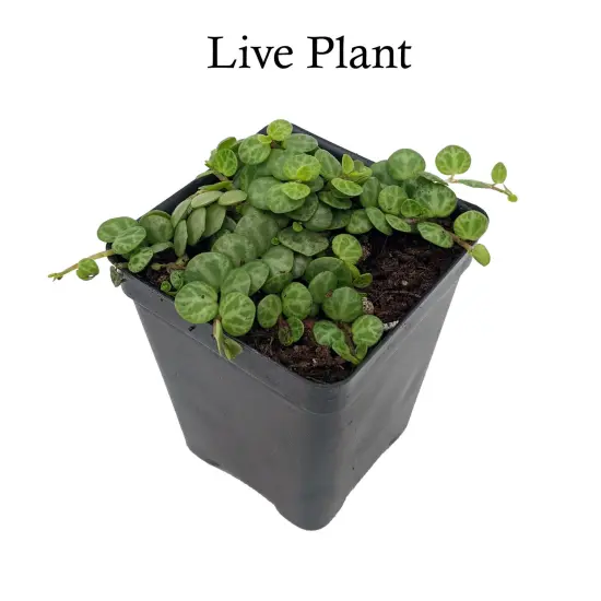 String of Hearts/Turtles/Peace Sign/Cross - Peperomia prostrata- 2.5" Pot {2}