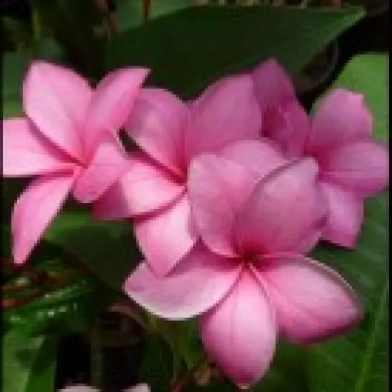 Mely's Pink Plumeria - Frangipani - 12-16" Cutting {1}