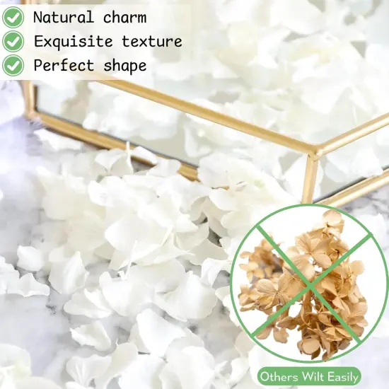 1500Pcs Real Dried Ivory White Hydrangea Flower Petals - Natural smal Petals for Wedding {3}