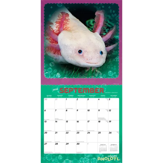 Adorable Axolotl | 2026 12 x 24 Inch (Hanging) Monthly Square Wall Calendar | Plastic-Free {4}