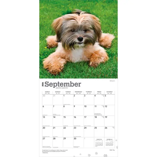 Shih Tzu | 2026 12 x 24 Inch (Hanging) Monthly Square Wall Calendar | Plastic-Free {4}
