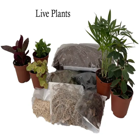 Hirt's Terrarium Kit with 5 Terrarium Plants in 2" Pots {2}