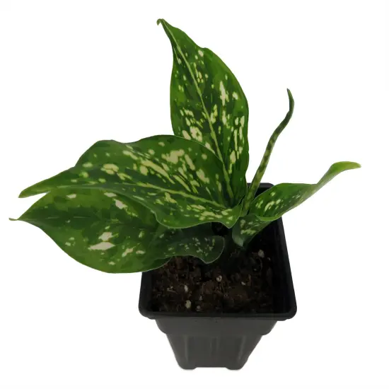 Variegated Snowflake Chinese Evergreen Plant - Aglaonema - Low Light - 2.5" Pot {4}